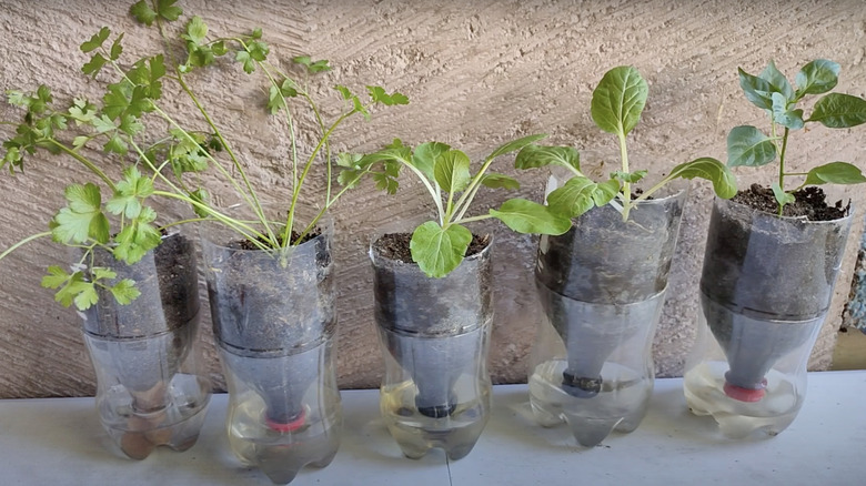 Young plants grow in bottles that are cut in half and stacked.