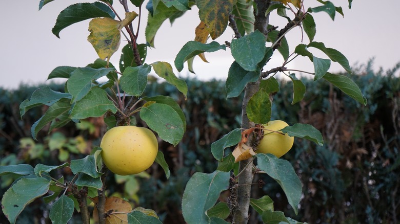 Two yellow columnar apples hang from branches in front of a hedge.