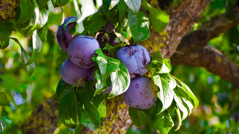The purple fruit of the Stanley plums hang on a tree.