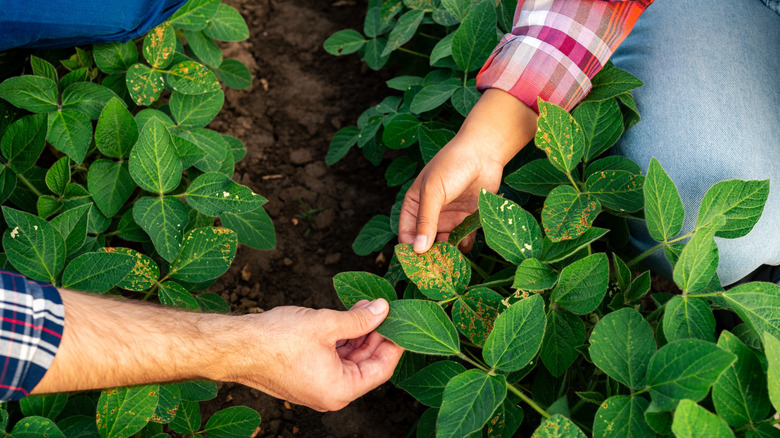 Two gardeners' hands examining a diseased plant with red and yellow spotting on its green leaves