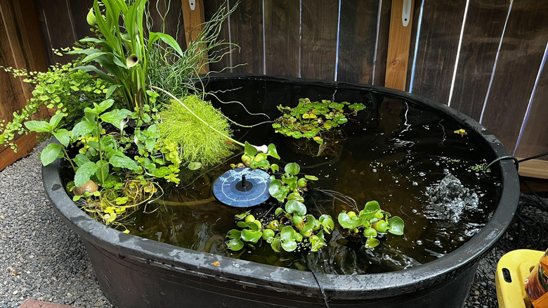 A large plastic black tub houses aquatic plants floating at the surface and growing above the water line.