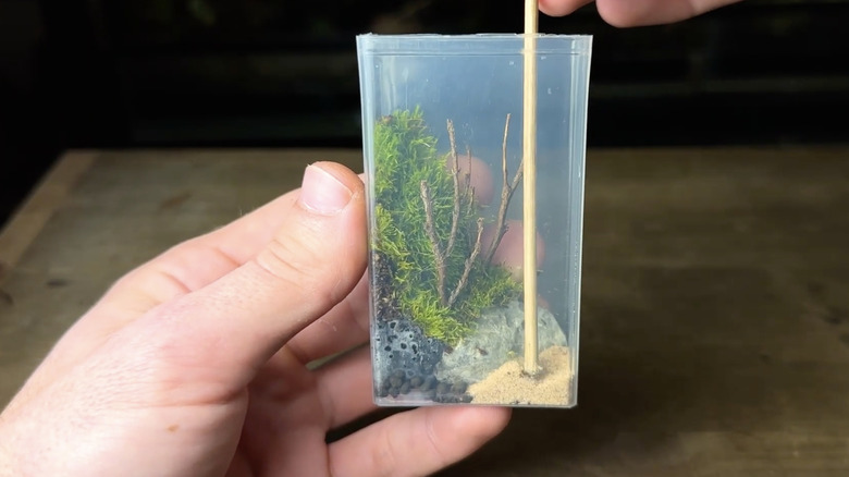 A narrow plastic box contains sand, a rock, tiny soil balls, twigs, and moss.