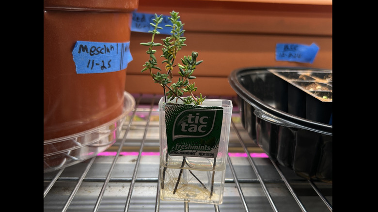 A clear Tic Tac container holds water and cuttings of thyme that are growing roots.