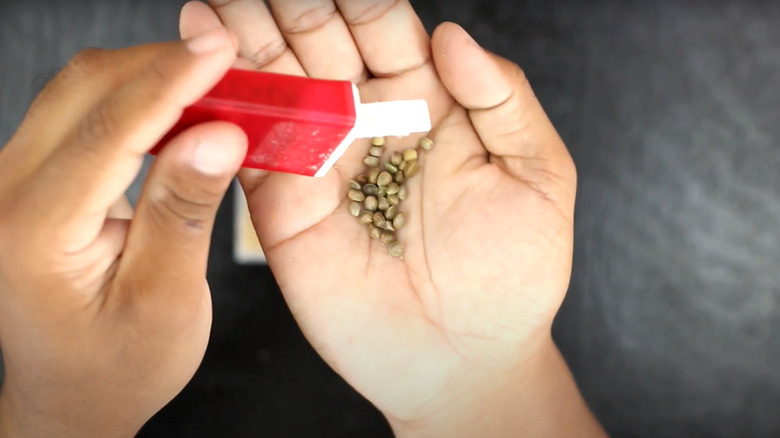 A hand is holding a narrow red container, shaking round beige seeds out of the box into a palm.