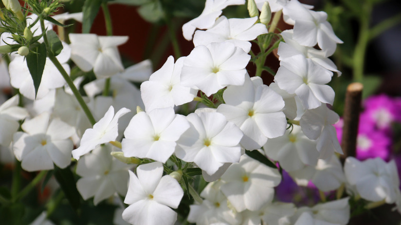 Annual phlox blooms with  white flowers.
