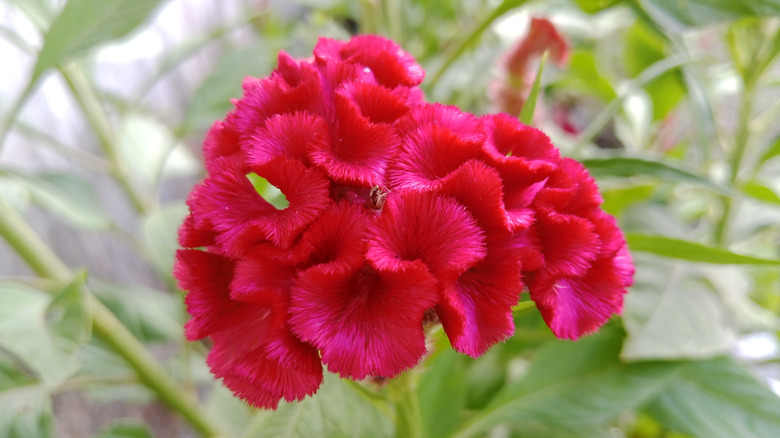 Cockscomb celosia thrives in a garden.