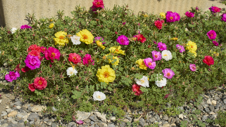 Moss roses thrive in a rock garden.