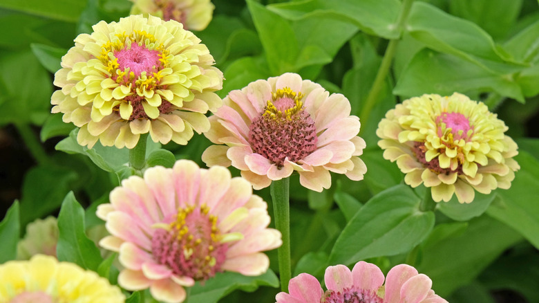 'Queen Lime Blush'  zinnias thrive in a garden.
