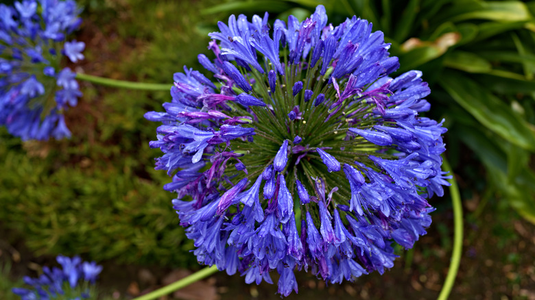 Closeup of a bluish purple Agapanthus flower in bloom