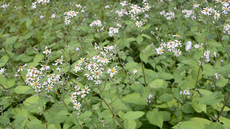 Pale purple bigleaf aster flowers growing in clusters above green foliage