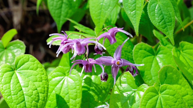 Closeup of purple and white Epimedium flowers among green foliage
