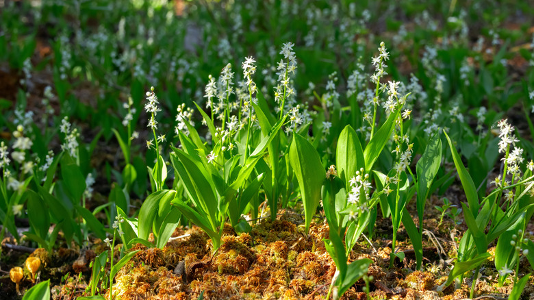 A patch of false lily-of-the-valley with white flowers and green foliage