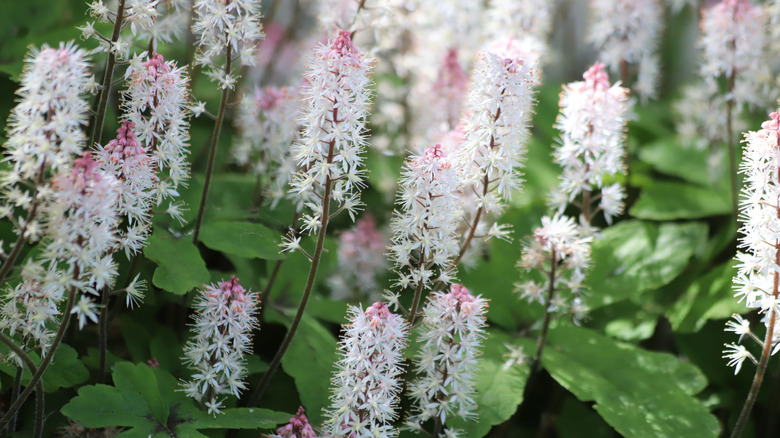 Pink and white foamflowers with green foliage
