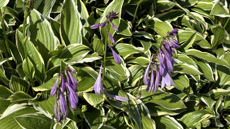 Closeup of white and green hostas with purple flowers