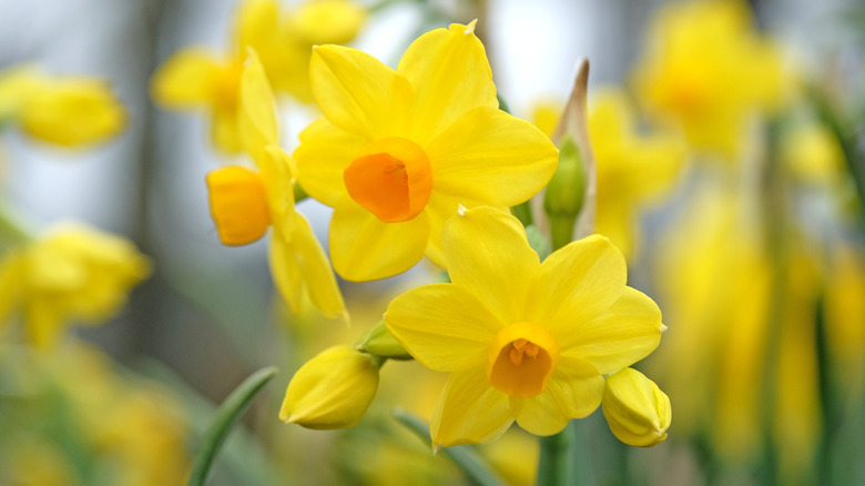 Bright yellow daffodils bloom in a garden.