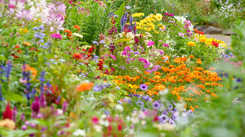 A range of healthy flowers flourish in a garden.