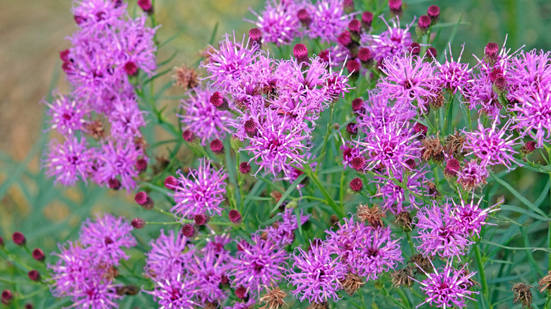 Ironweed blooms with purple flowers.
