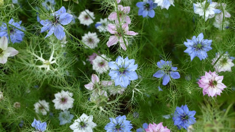 Blue, purple,and white love-in-a-mist flowers bloom in a garden.