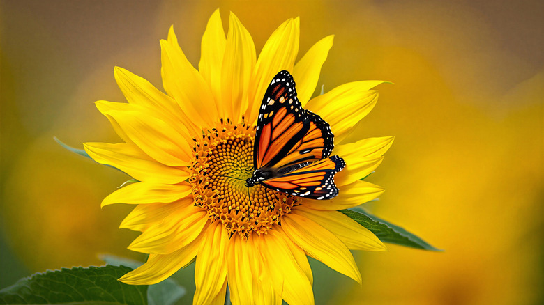 A butterfly perches on a sunflower.