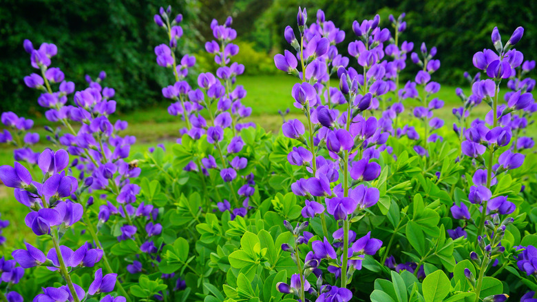 Purple baptisia flowers with green foliage