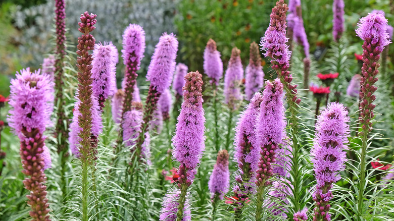 Fuzzy purple blazing star flowers with green foliage