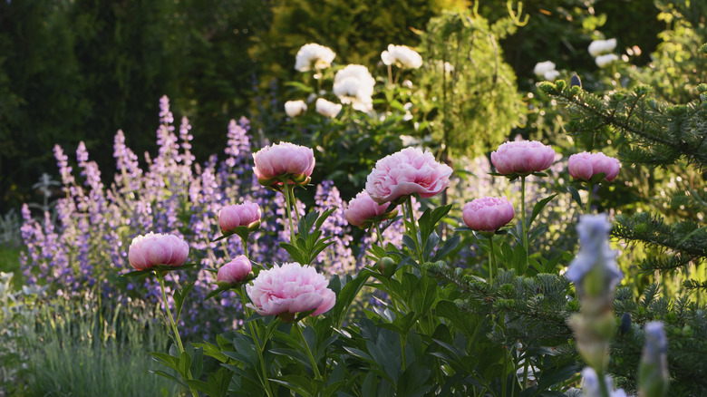 A garden plot featuring green foliage and pink peonies and other flowers in shades of purple and white