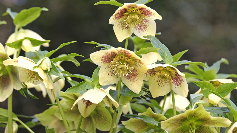 Light yellow and pink lenten roses in closeup with green leaves