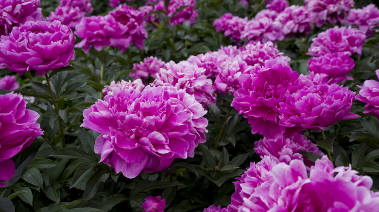 Pink peonies and dark green foliage