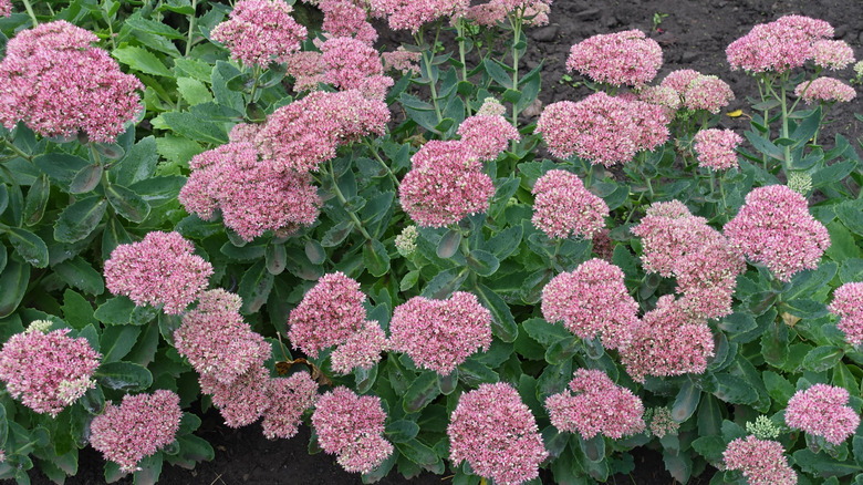 A patch of stonecrop with pink flowers and green leaves