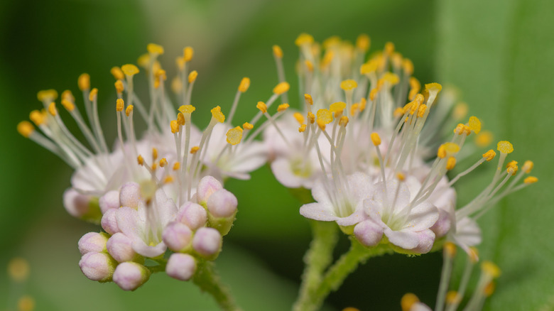 Macro shot of pink and yellow American beautyberry flowers