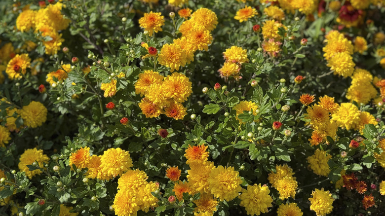 Gold and orange chrysanthemums blooming on a green bushy plant