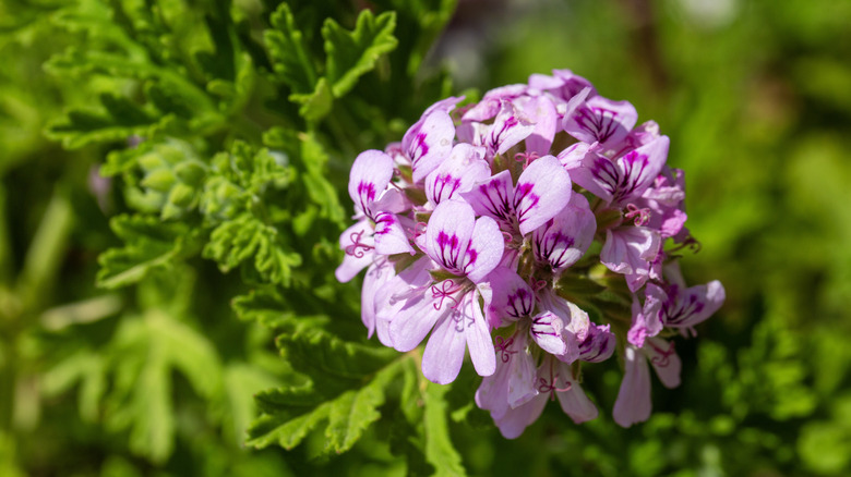 Purple and pink geranium flowers with green foliage