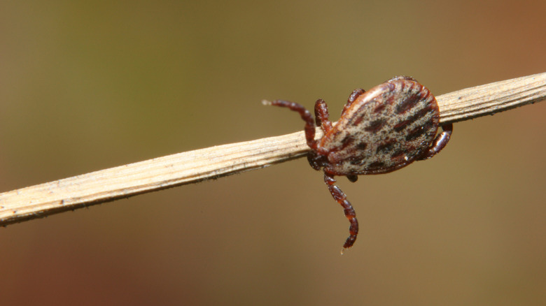 A macro shot of a  brown tick on a stick