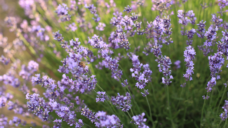 Purple lavender blossoms with green foliage