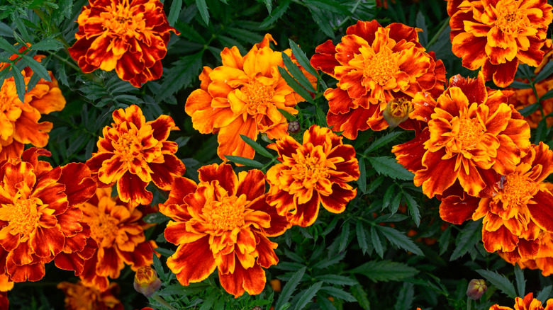 Red and orange French geraniums with green leaves