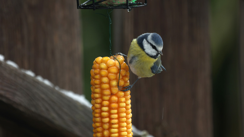 A bird perches on a dried ear of corn that is hanging from a feeder.