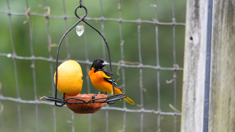 An oriole enjoys an orange from a feeder
