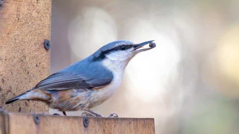 A bird enjoys a snack from a feeder.