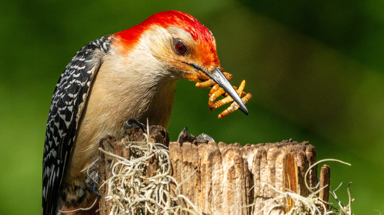A woodpecker holds meal worms in its beak.