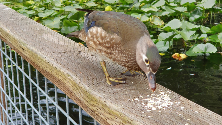 A duck enjoys a small pile of oats.