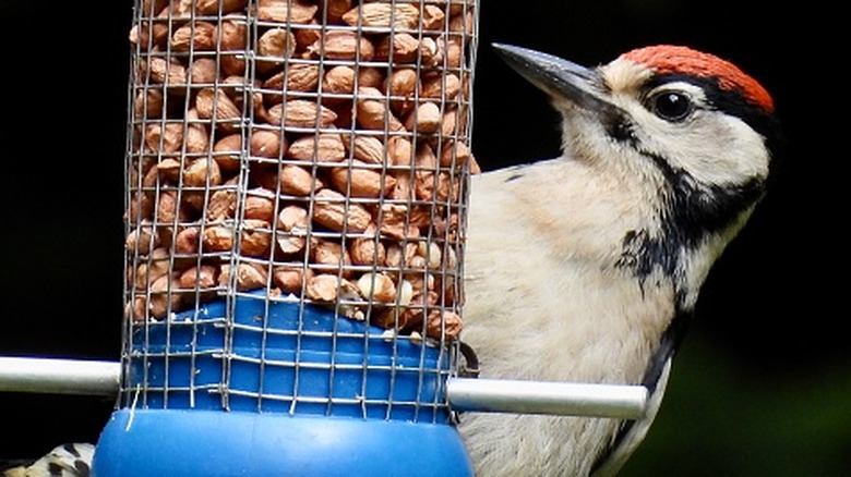 A woodpecker eats peanuts from a feeder.
