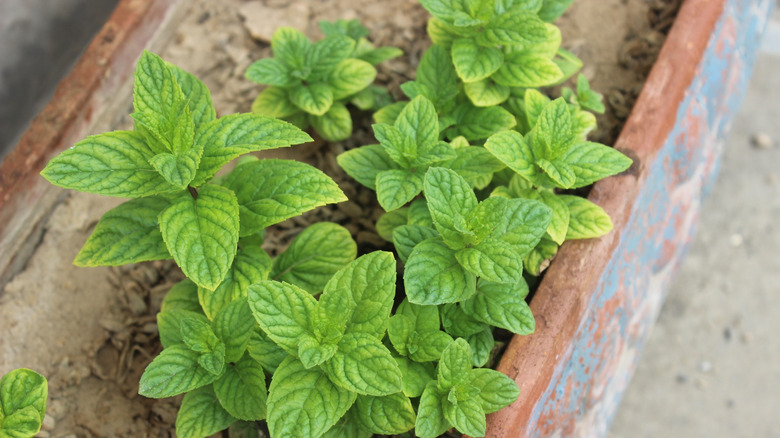 Mint plant growing in a terra cotta container