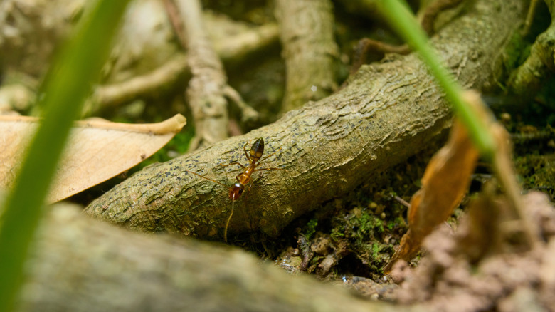 Closeup of an ant on a woody root