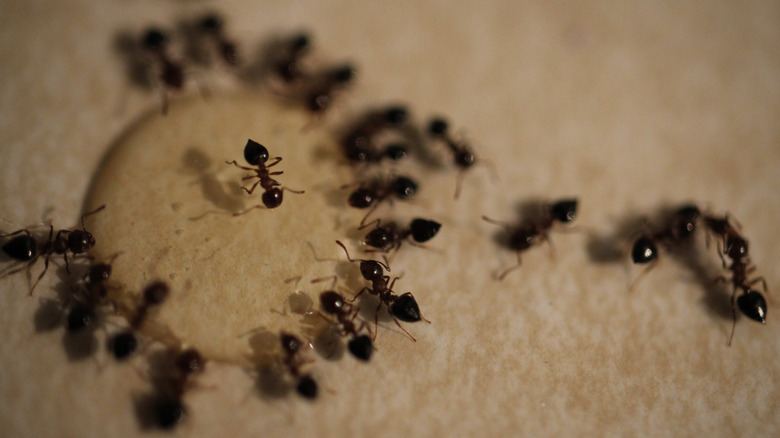 Ants gathered around a drop of honey with boric acid bait