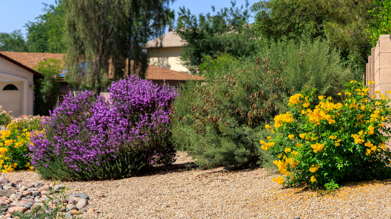 A drought tolerant landscape has blooming shrubs surrounded by gravel.