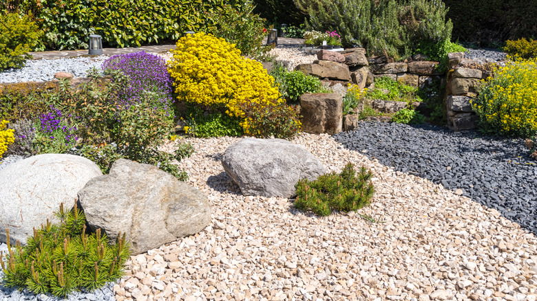 A gravel garden thrives