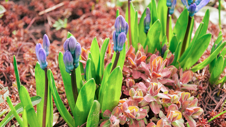 Flowering bulbs are surrounded by sedum ground cover.