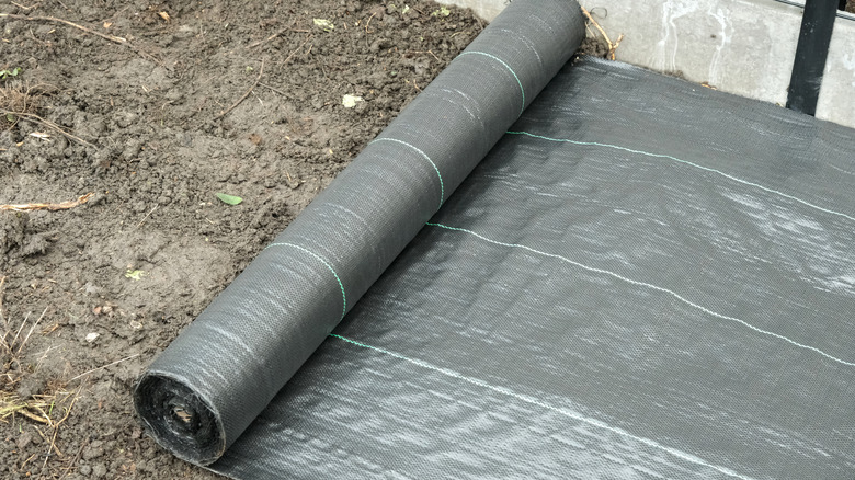 A roll of landscape fabric is being rolled out over soil.