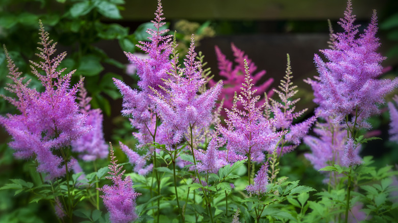 Purple astilbe blooms in a shady garden.