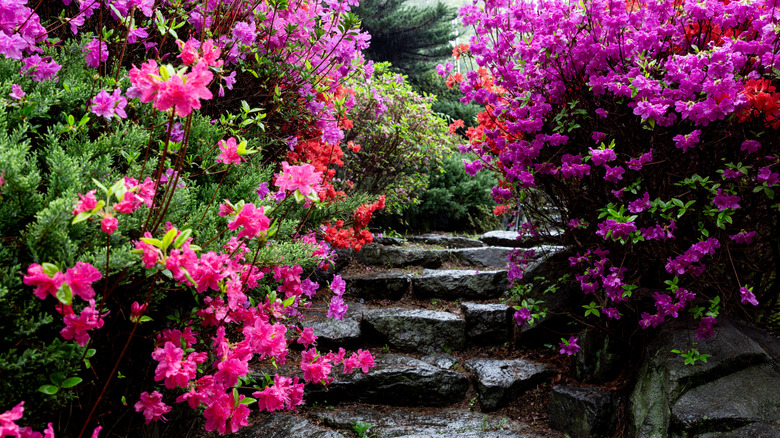 Azaleas bloom on both sides of a walkway.